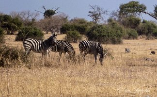botswana0054