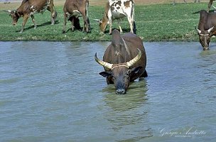 mali 0043