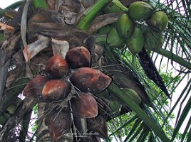 pianta cocco