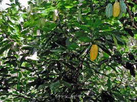 pianta del cacao