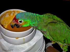 L'amazzone cigliarosse (Amazona rhodocorytha)