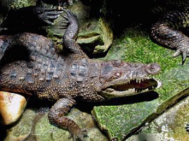 coccodrillo