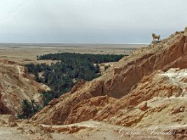 chebika_001